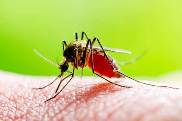 MOSQUITOES: THE GREATEST KILLERS IN THE WORLD