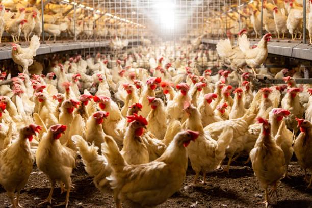 POULTRY BUSINESS: HOW TO MAKE IT LUCRATIVE